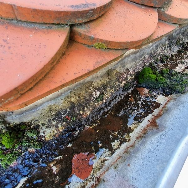 Blocked gutter in Gold Coast showing moss and debris buildup before professional gutter cleaning by Roofing Guys Gold Coast.